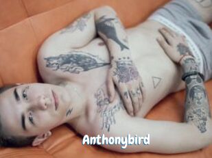 Anthonybird